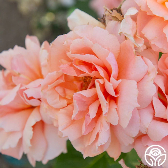 Apricot Candy™ - Image 6