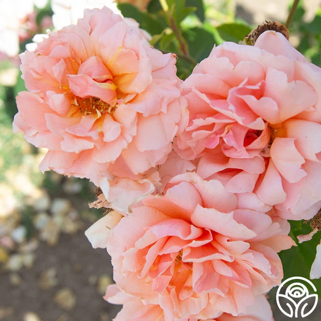 Apricot Candy™ - Image 5