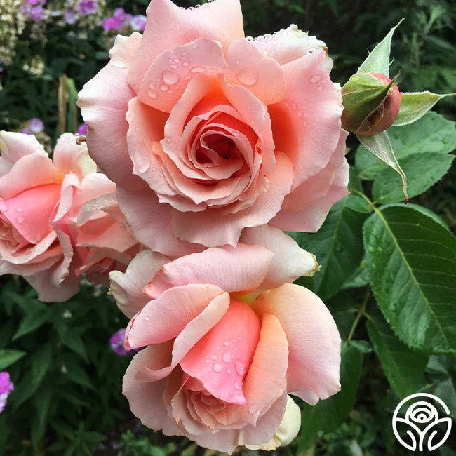 Apricot Candy™ - Image 2