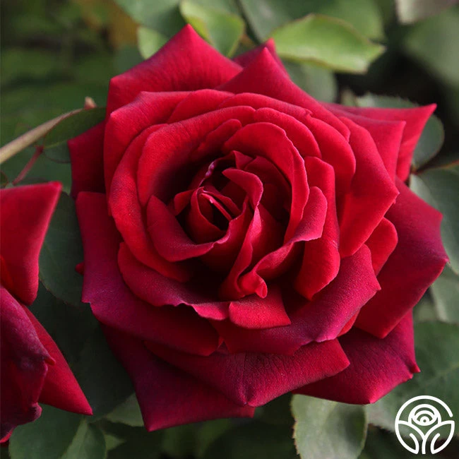 CL Crimson Glory - Image 2