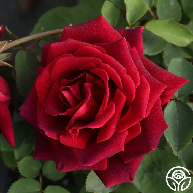 CL Crimson Glory - Image 7