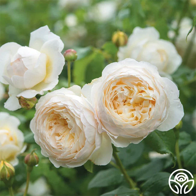 Claire Austin - Image 3