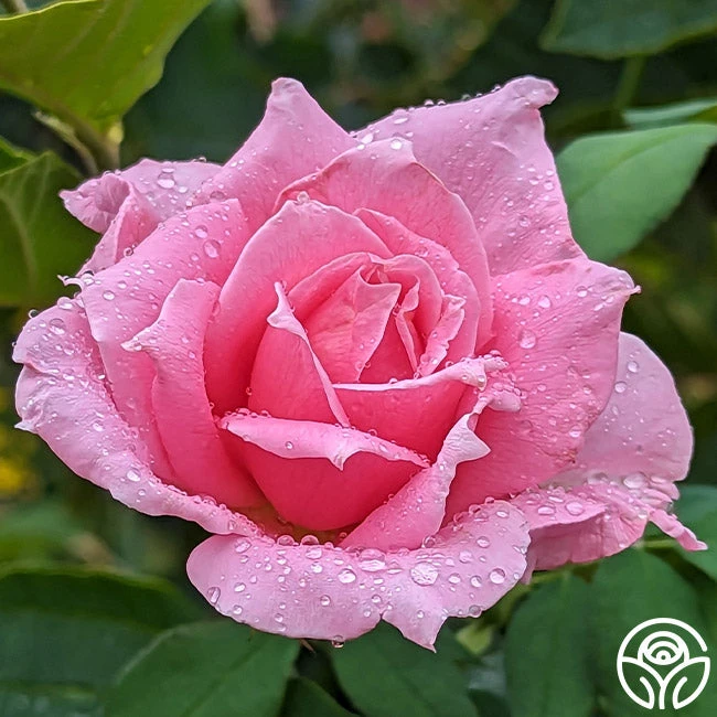 Eiffel Tower - Image 2