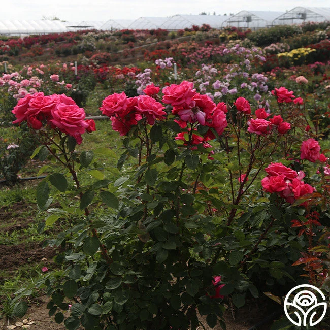 Electron® - Image 9