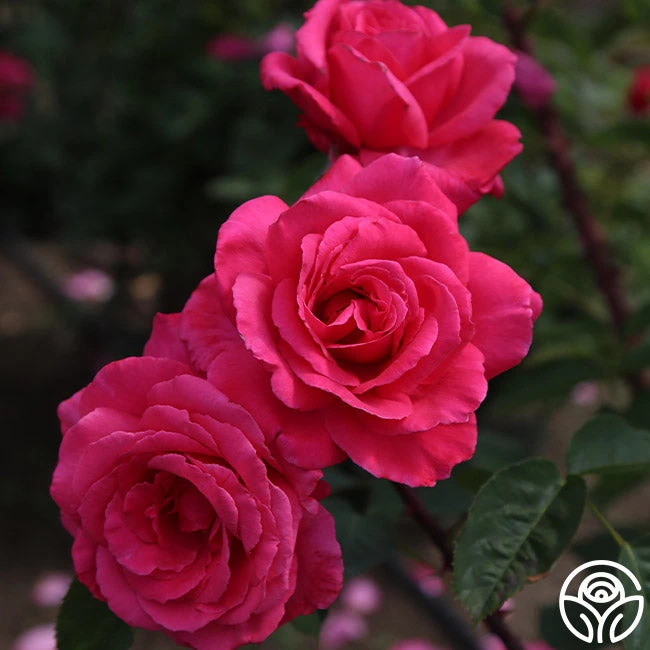 Electron® - Image 2