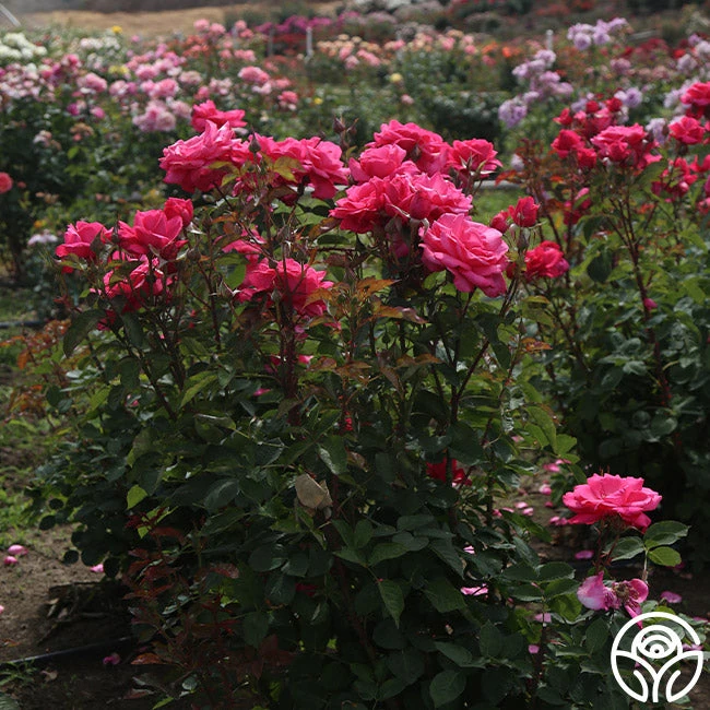 Electron® - Image 3