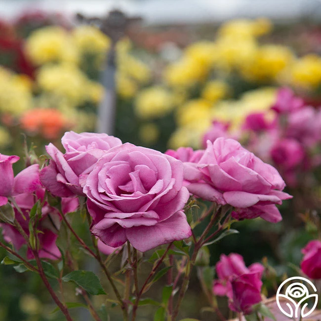 Fragrant Plum - Image 5