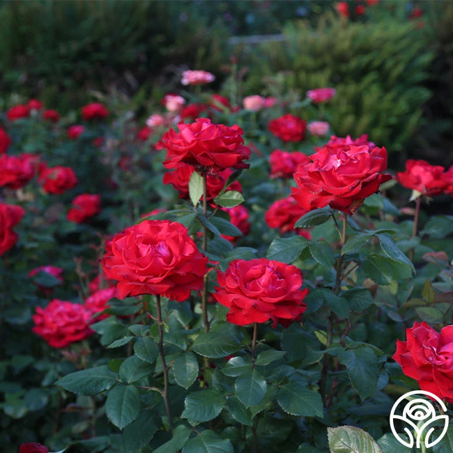 Eleganza® Grande Amore - Image 10