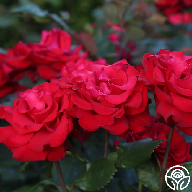 Eleganza® Grande Amore - Image 7