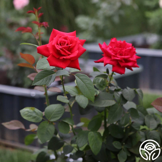 Eleganza® Grande Amore - Image 9