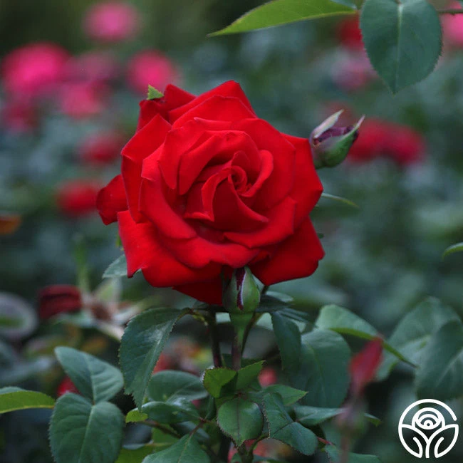 Eleganza® Grande Amore - Image 12