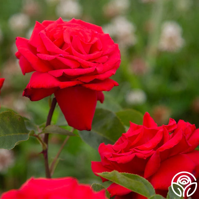 Eleganza® Grande Amore - Image 8