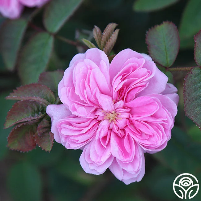 James Mitchell - Image 9