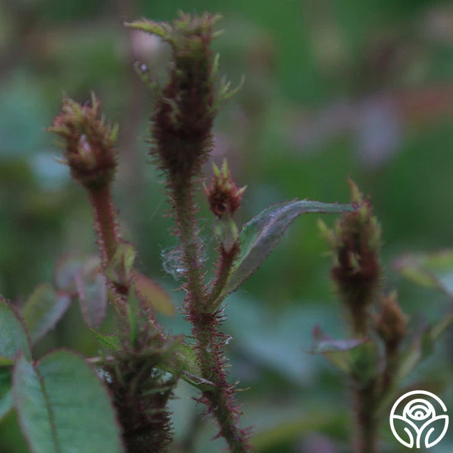 James Mitchell - Image 4