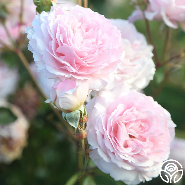 James Galway® - Image 15