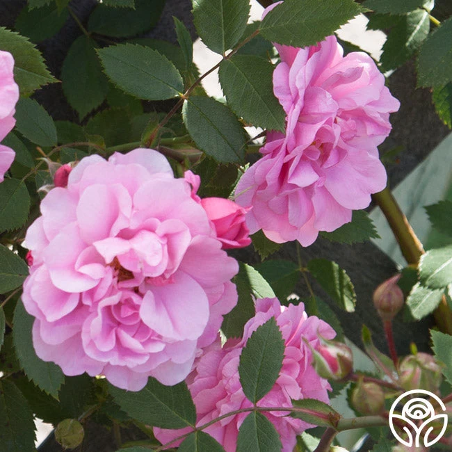 John Davis - Image 2