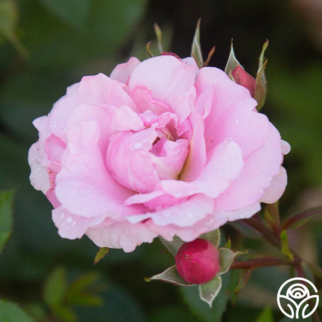 John Davis - Image 4