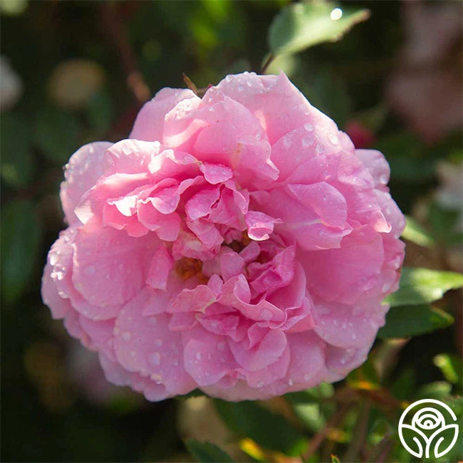 John Davis - Image 8