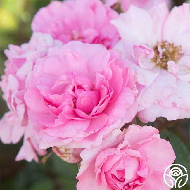 John Davis - Image 6