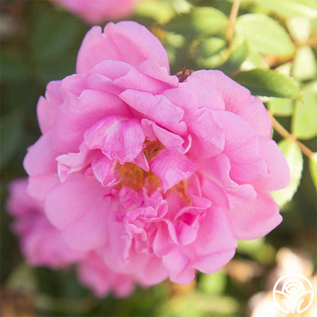 John Davis - Image 3