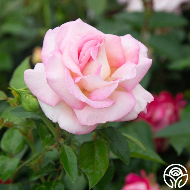 La Fleurette - Image 8