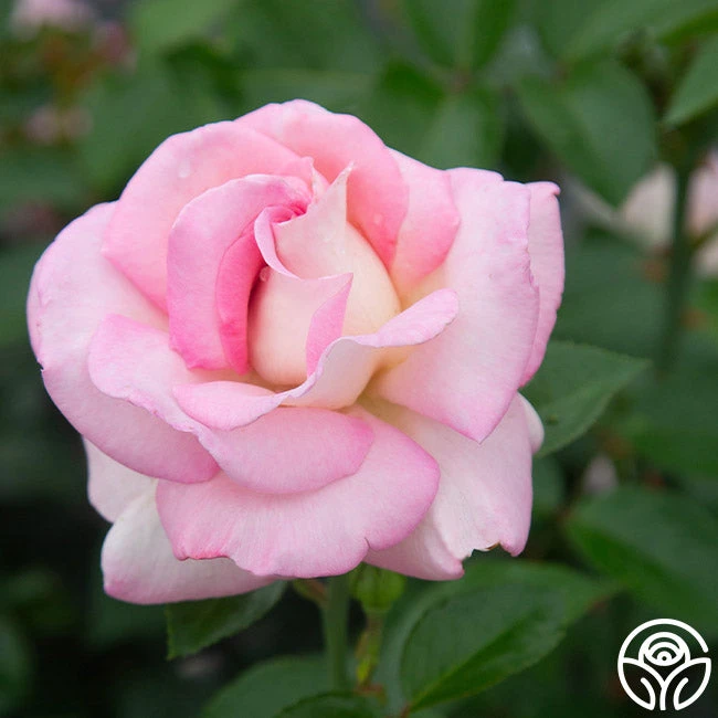 La Fleurette - Image 9