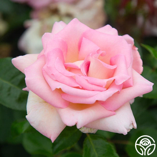 La Fleurette - Image 4