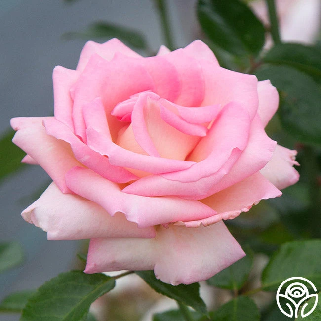 La Fleurette - Image 2