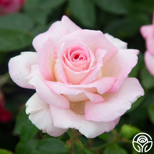 La Fleurette - Image 5