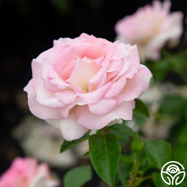 La Fleurette - Image 6