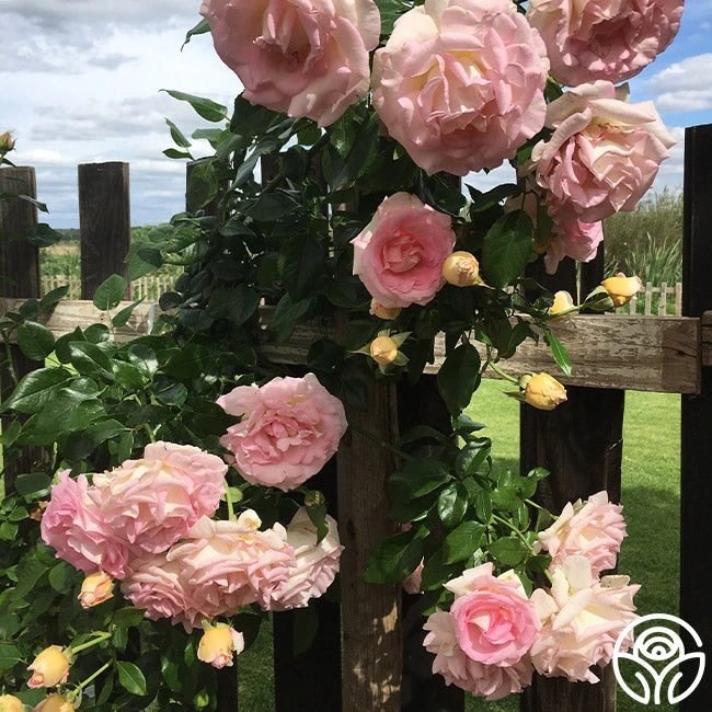 La Fleurette - Image 7