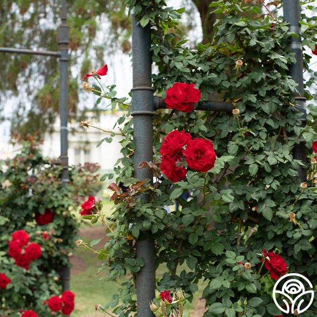 Lady In Red™ - Image 5