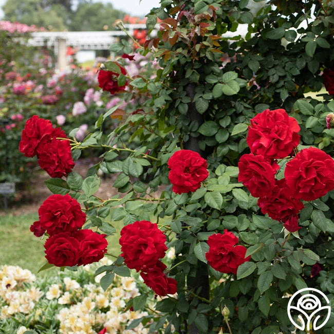 Lady In Red™ - Image 8