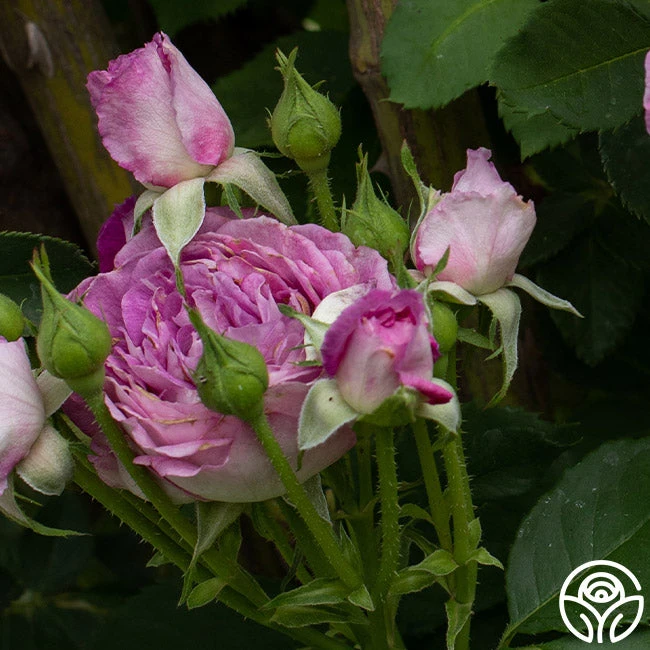 CL Lavender Crush™ - Image 6