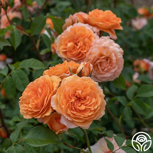 Louise Clements™ - Image 6