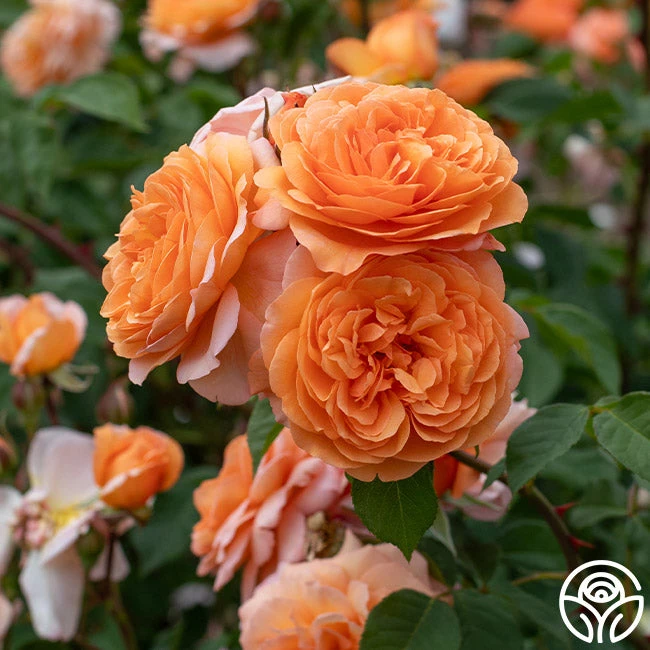 Louise Clements™ - Image 3