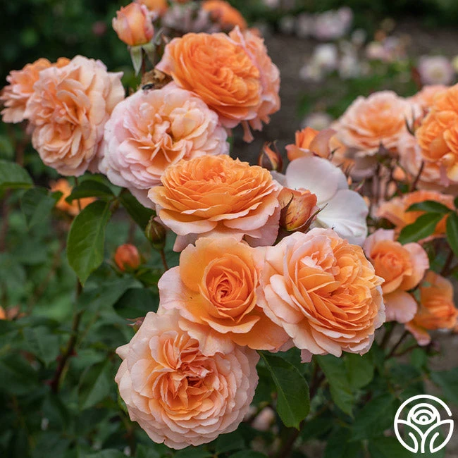 Louise Clements™ - Image 9