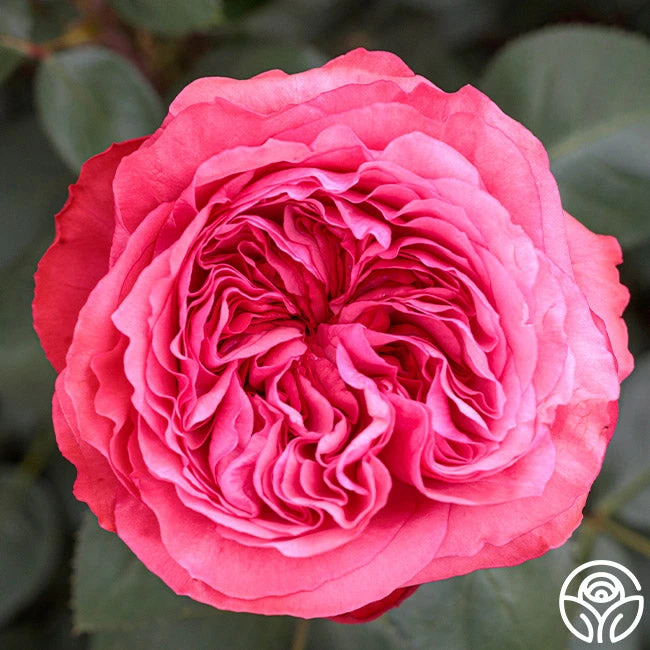 Loves Me, Loves Me Not™ - Image 2