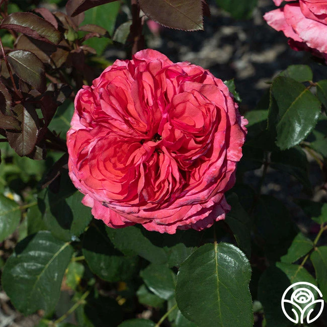 Loves Me, Loves Me Not™ - Image 3