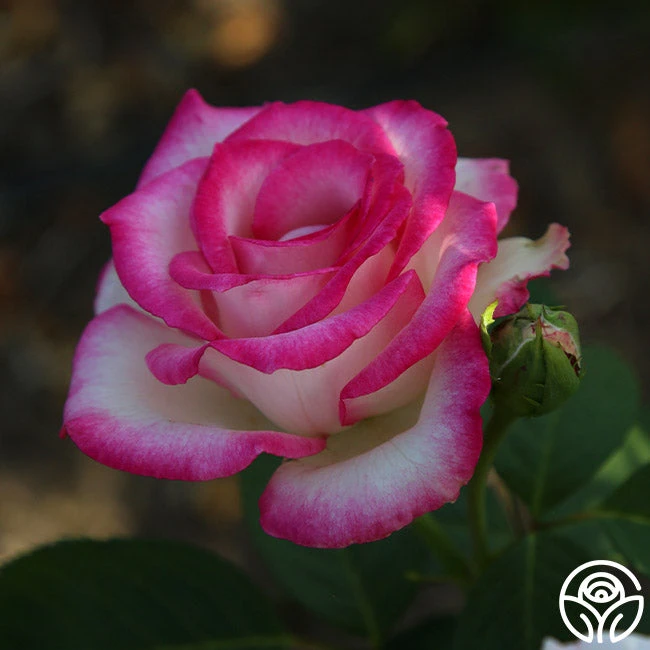 Lynn Anderson - Image 3