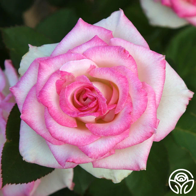 Lynn Anderson - Image 2