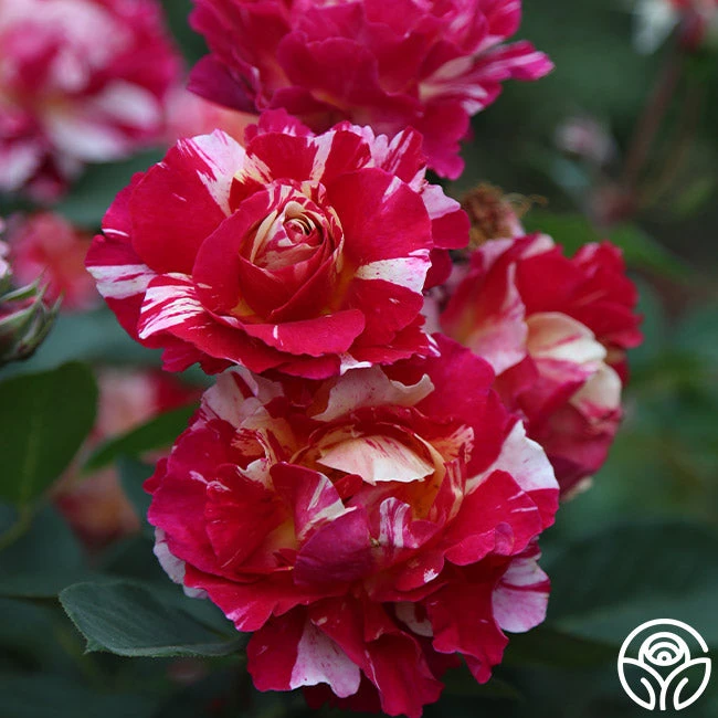 Maurice Utrillo® - Image 5