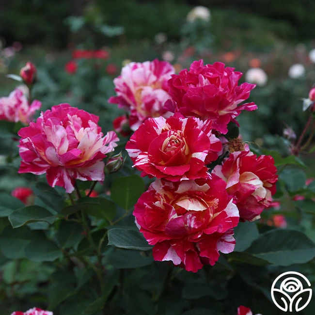 Maurice Utrillo® - Image 2