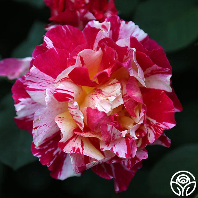 Maurice Utrillo® - Image 4