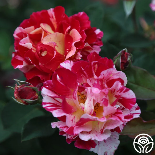 Maurice Utrillo® - Image 6