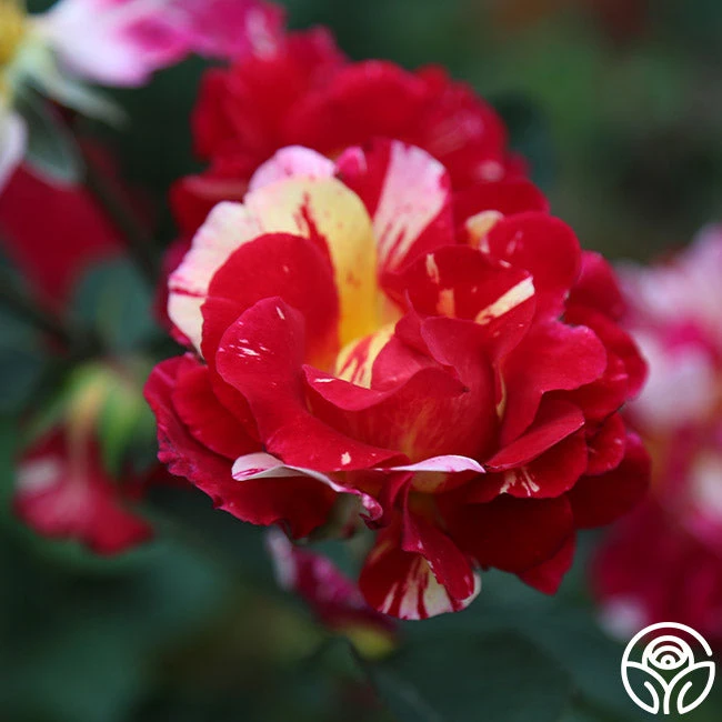 Maurice Utrillo® - Image 3