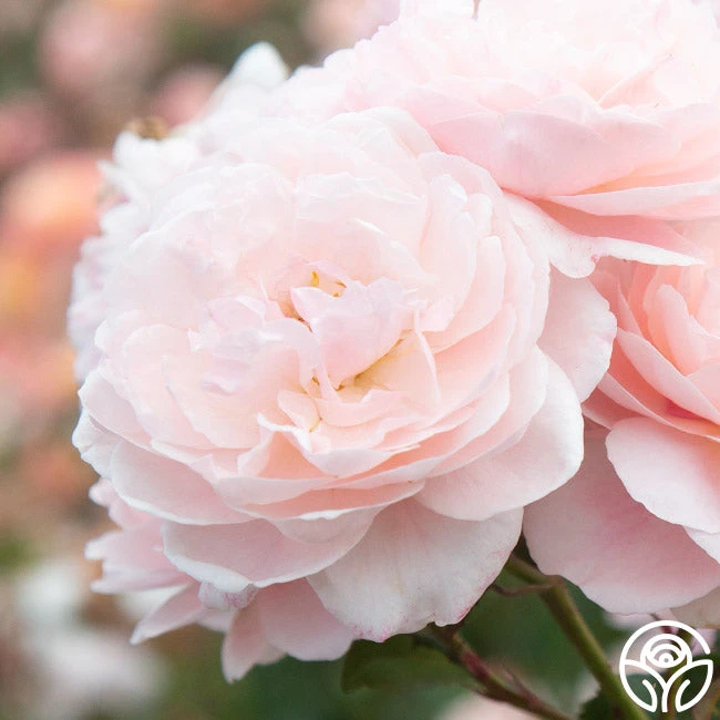 Memories™ - Image 9