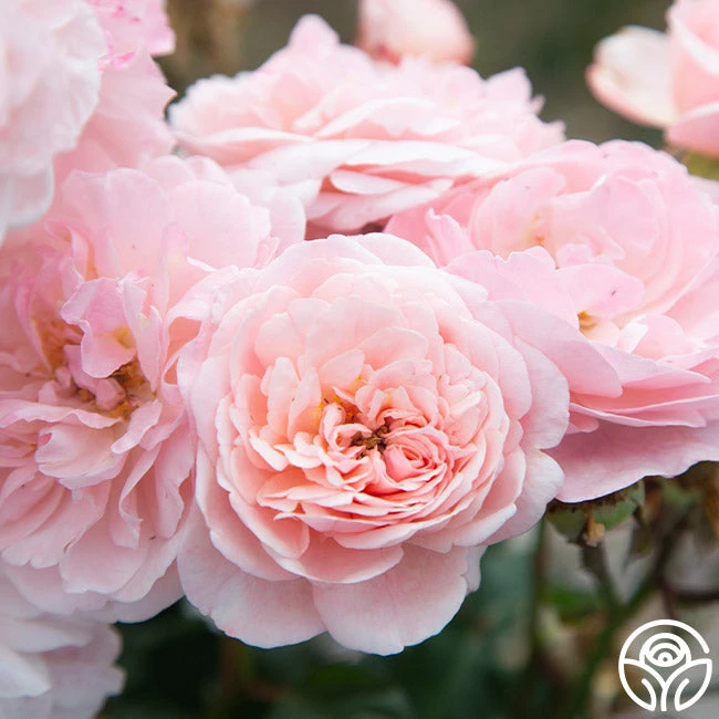 Memories™ - Image 13