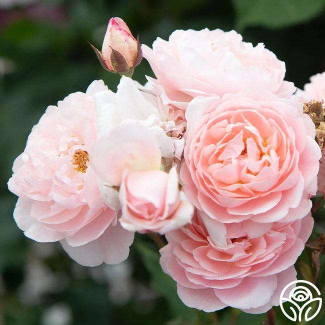 Memories™ - Image 12