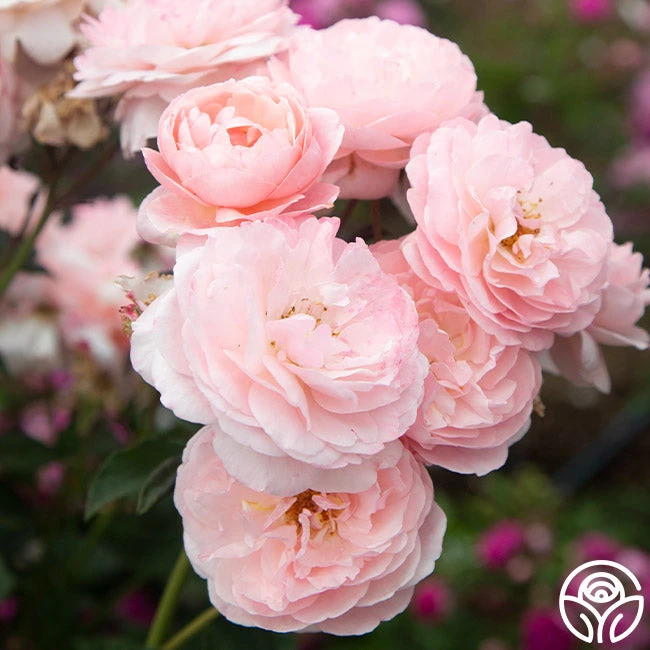 Memories™ - Image 6